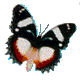 2:papillon2: